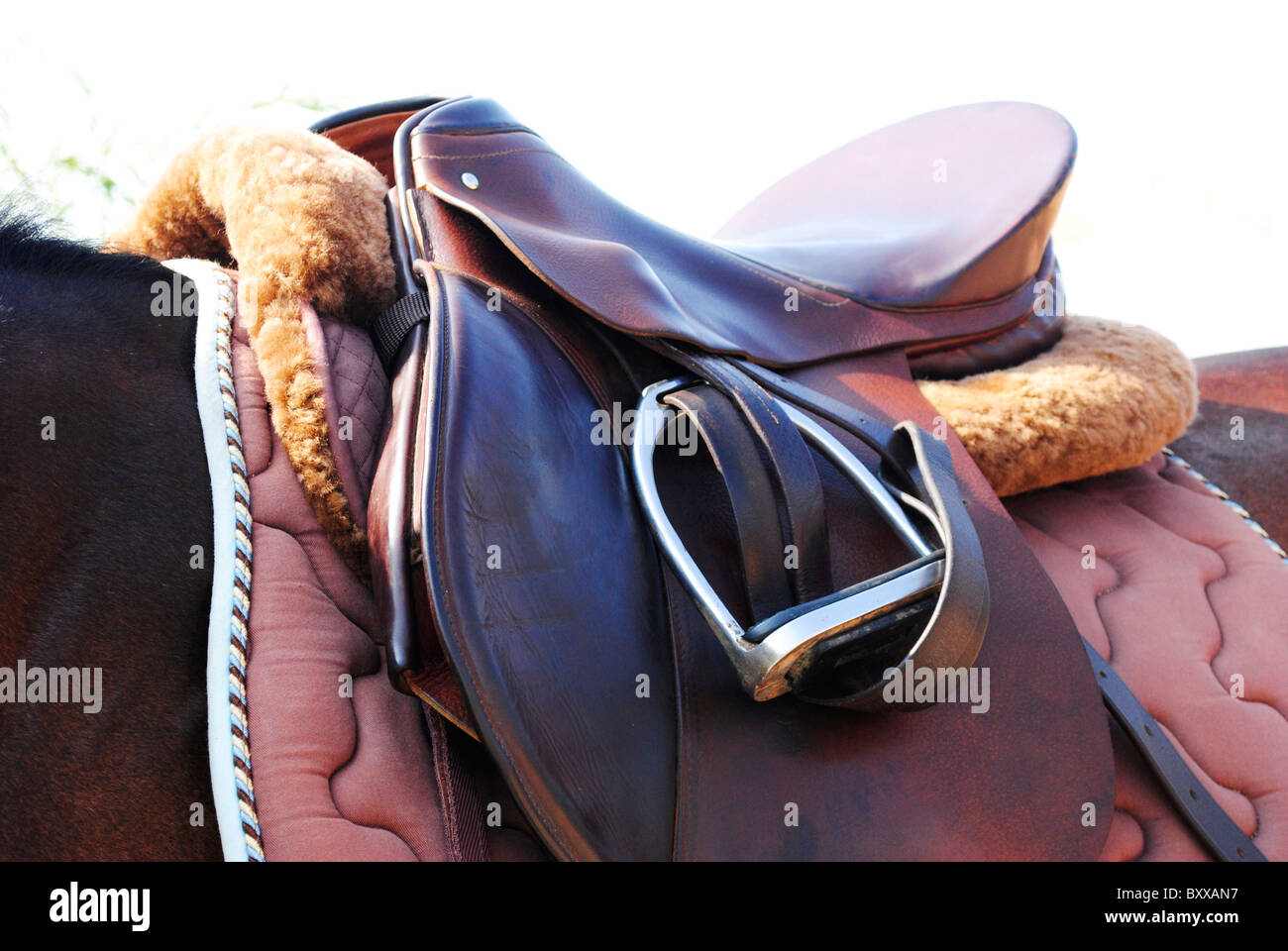 Sella di Cavallo e adesività Foto Stock