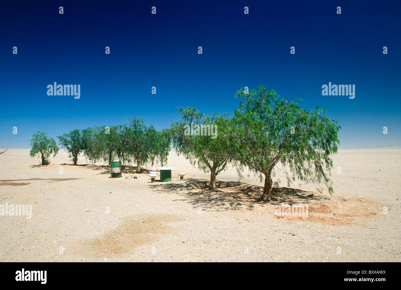 Strada alberi di ombra, Namib Desert, Namibia Foto Stock
