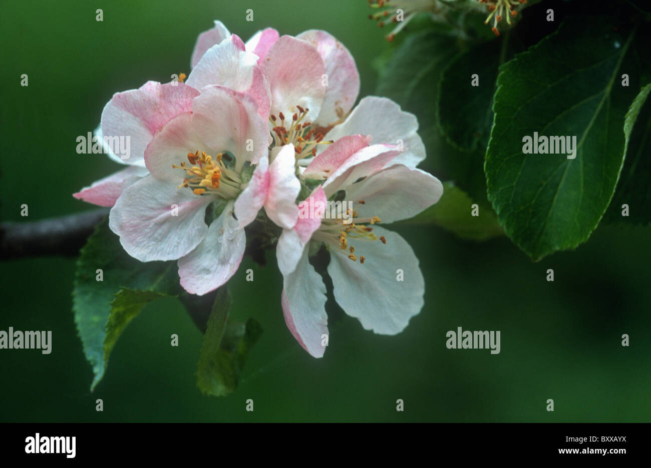 Apple Blossom, molla, Inghilterra Foto Stock