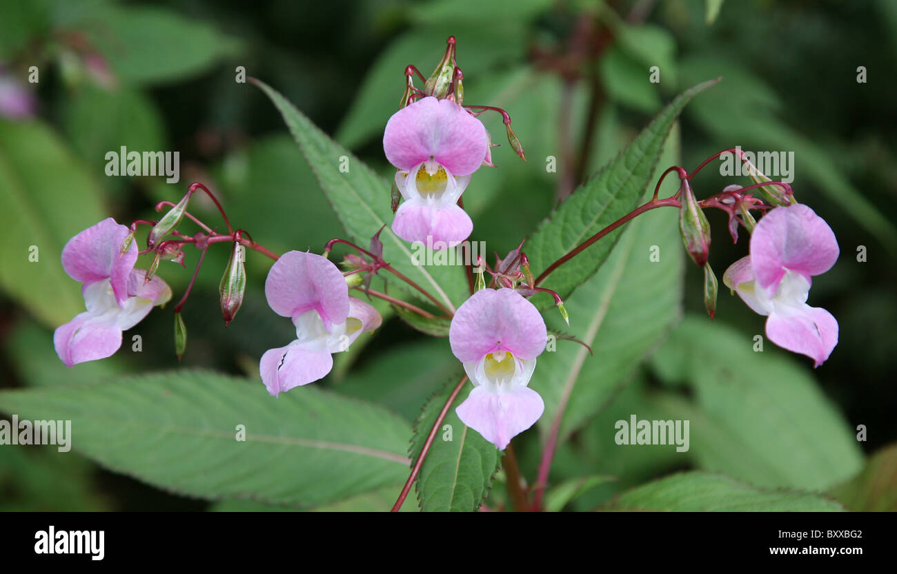 Cinque fiori rosa di Himalayan Balsam (Impatiens glandulifera), Inghilterra, Regno Unito Foto Stock