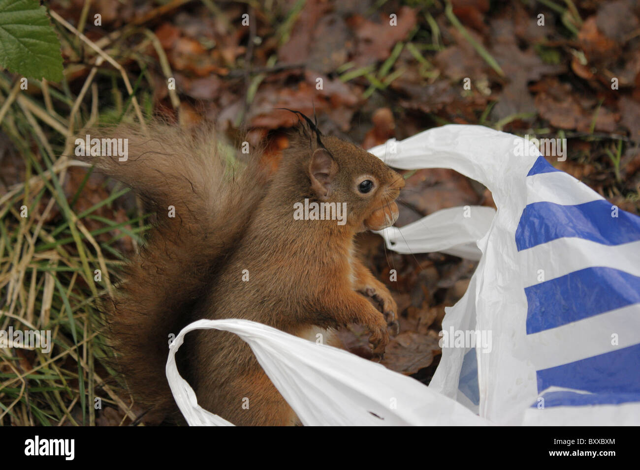 Red scoiattolo (Sciurus vulgaris) rubare nocciole provenienti da un sacchetto della spesa, Highlands, Scotland, Regno Unito Foto Stock