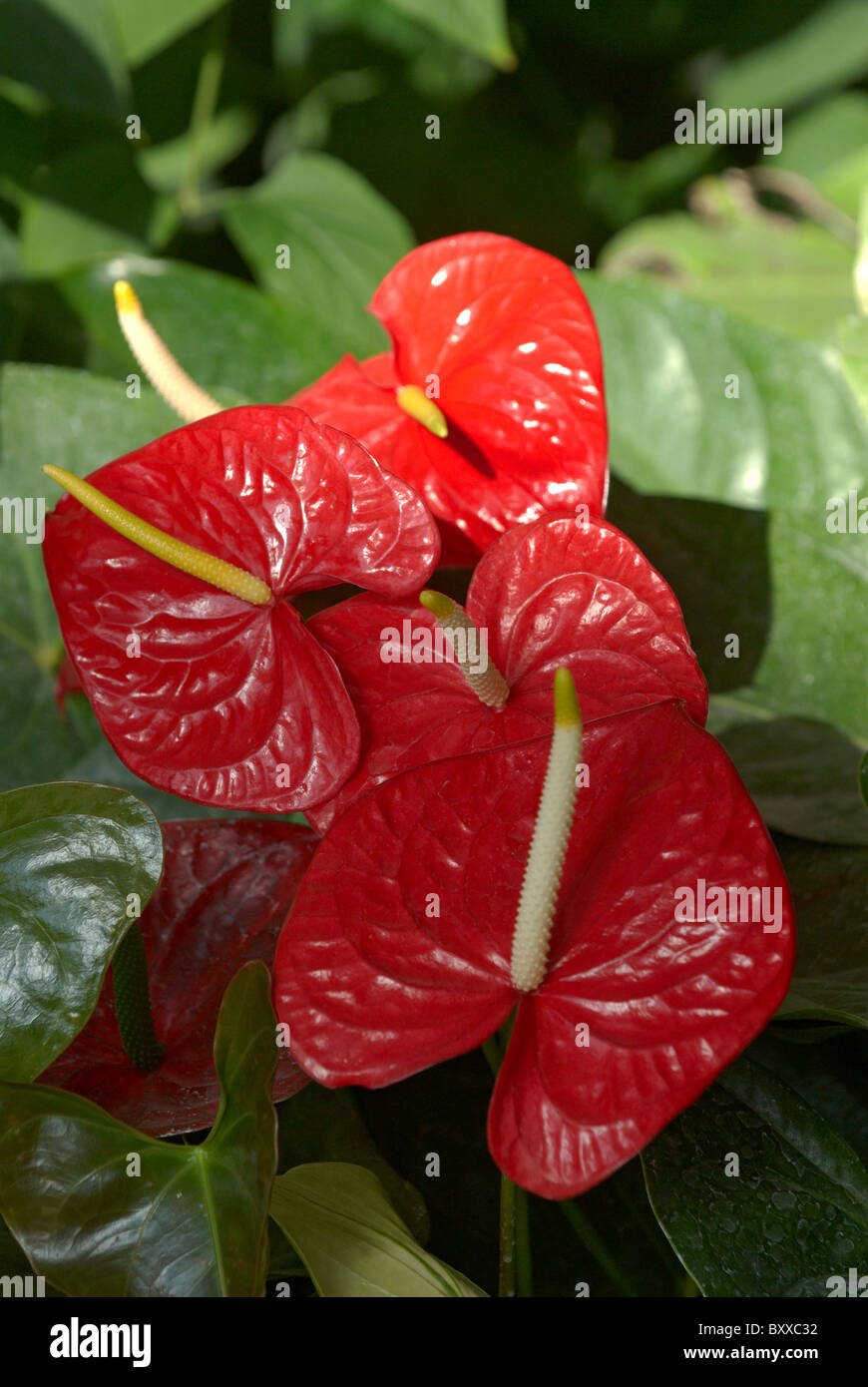 Anthurium 'red amore" Foto Stock