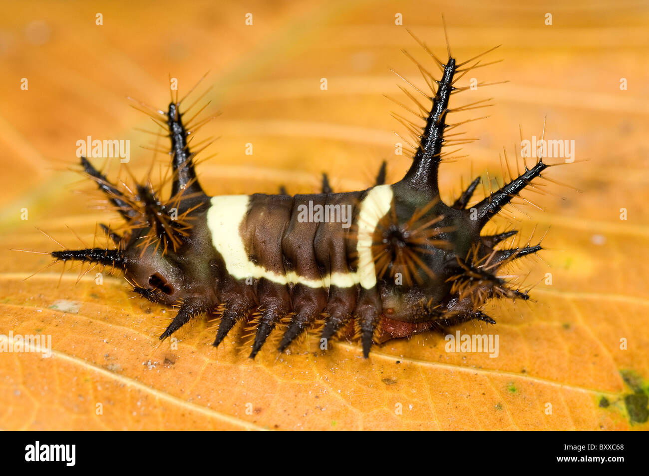 Colorate nesea Acharia caterpillar da ecuador's rainforest Foto Stock