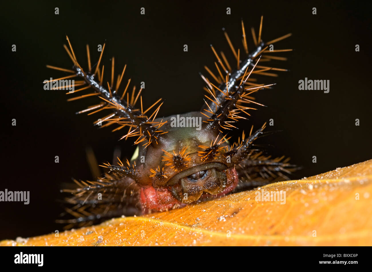 Colorate nesea Acharia caterpillar da ecuador's rainforest Foto Stock