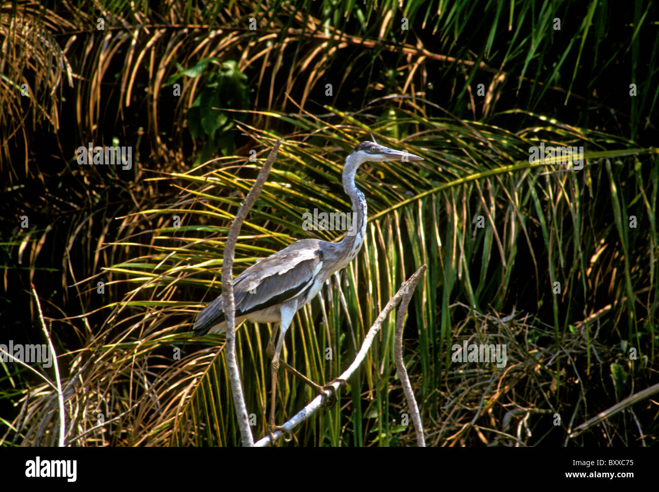Heron, Caimano rifugio ecologico, Pantanal, Mato Grosso do Sul, Brasile, Sud America Foto Stock