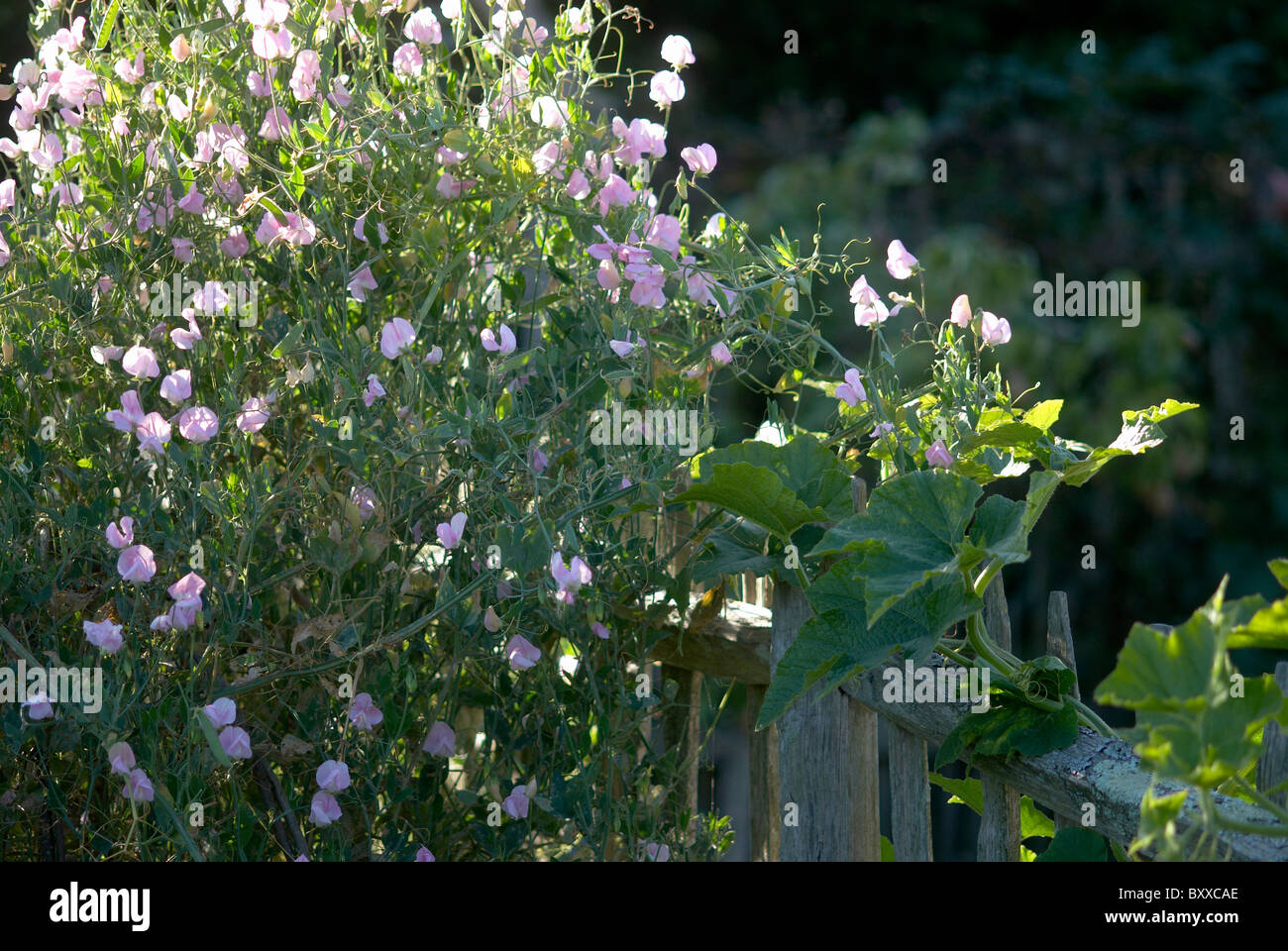 Piselli dolci crescente lungo la recinzione di castagno Foto Stock