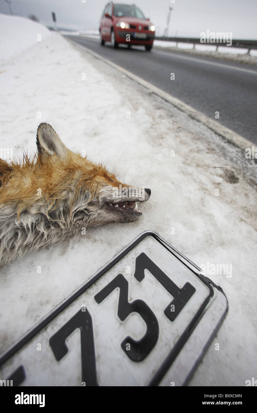 DEU- 20110101, fox su una strada in inverno © Gerhard Leber ha Foto Stock