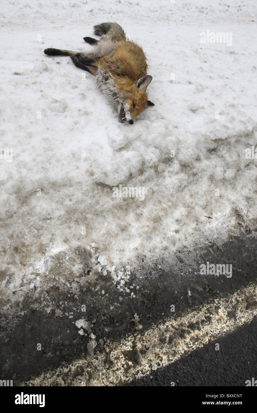 DEU- 20110101, fox su una strada in inverno © Gerhard Leber ha Foto Stock