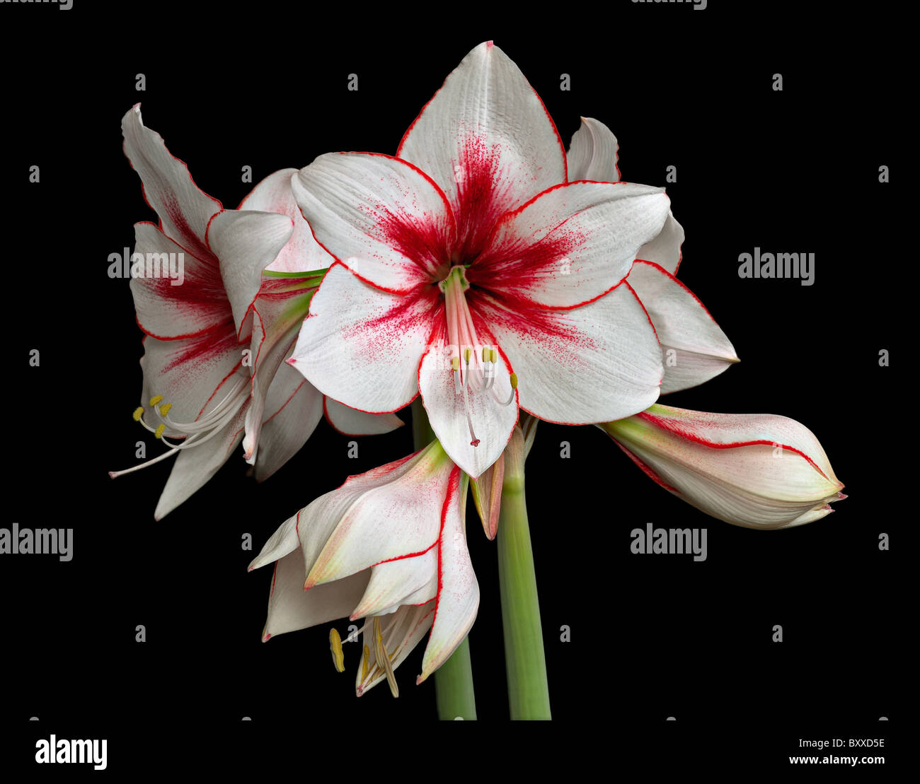 Le variegate Amaryllis (Hippeastrum) isolato su sfondo nero Foto Stock