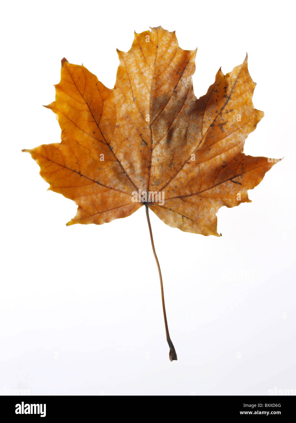 Caduto Foglie di autunno - Colorati luminosamente laeves. Foto Stock
