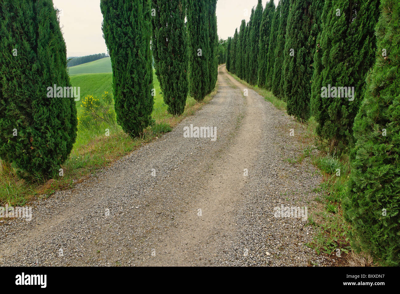 Cipressi lungo vialetto, Toscana, Italia Foto Stock