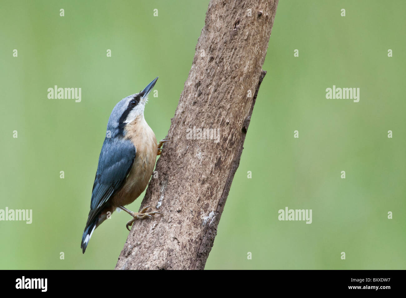 Picchio muratore appollaiato su un albero Foto Stock