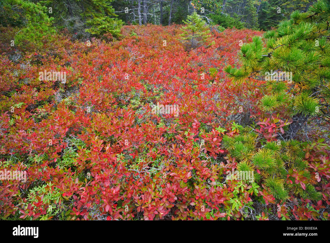 Autunno mirtillo fogliame in abete rosso e passo della foresta di pini, Wonderland Trail, isola di Mount Desert, Parco Nazionale di Acadia, Maine Foto Stock