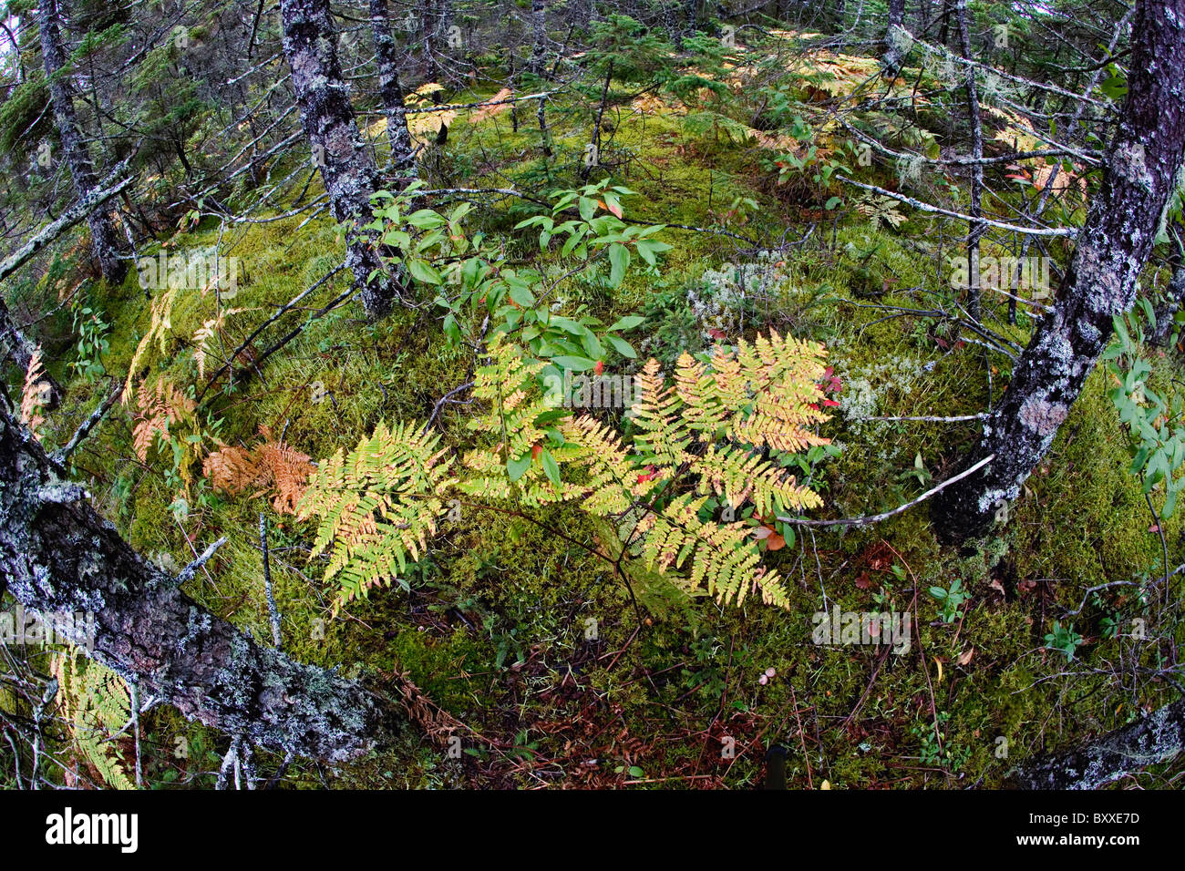 Elevata Vista fisheye verso il basso in abete rosso e passo della foresta di pini, Wonderland Trail, isola di Mount Desert, Foto Stock