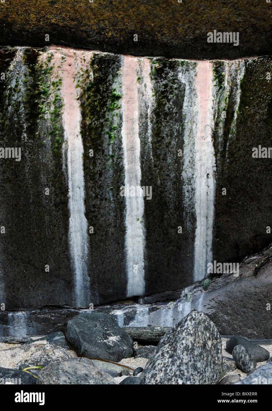 Tre strisce di bianco e rosa alghe su una roccia dal mare come le cascate. Foto Stock