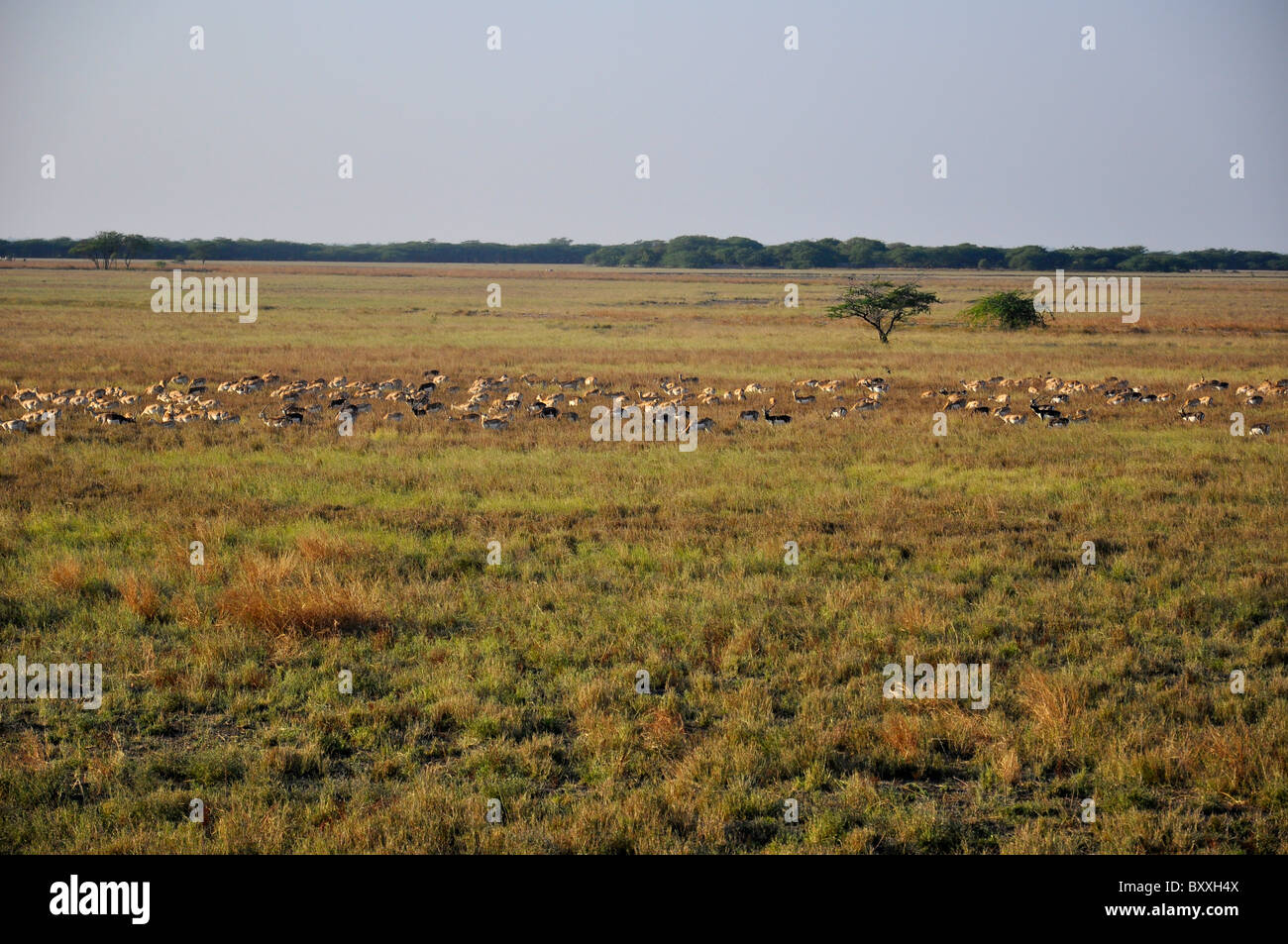 Bucks nero in una terra di erba di Gujarat, India Foto Stock