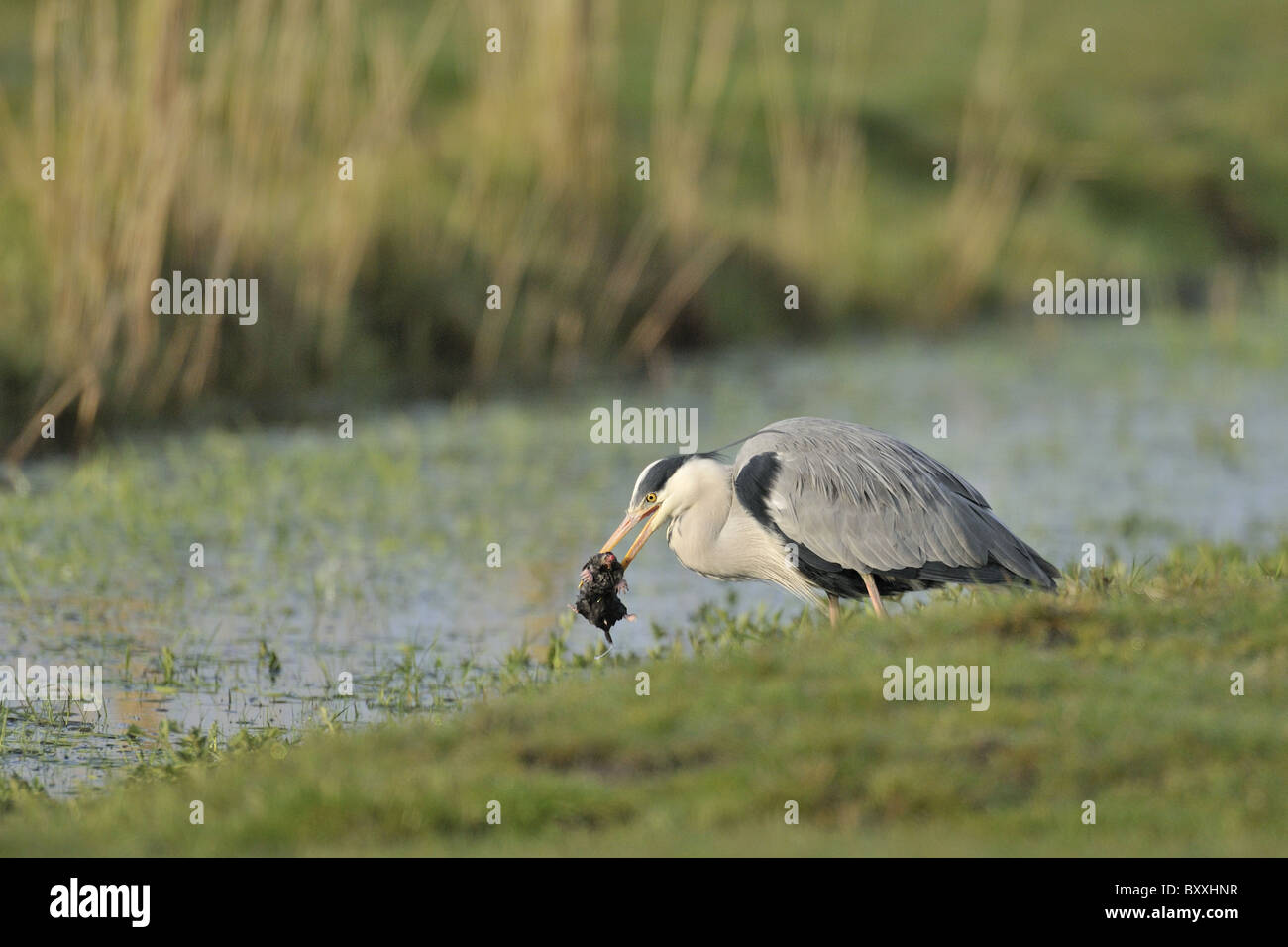 Airone cenerino mangiare una mole,questa immagine è uno dei quattro dello stesso uccello Foto Stock