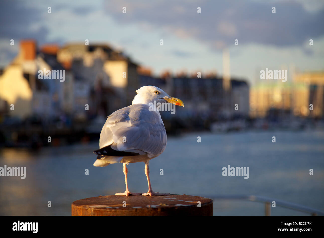 Seagull prima del tramonto in Inghilterra del sud porto Foto Stock