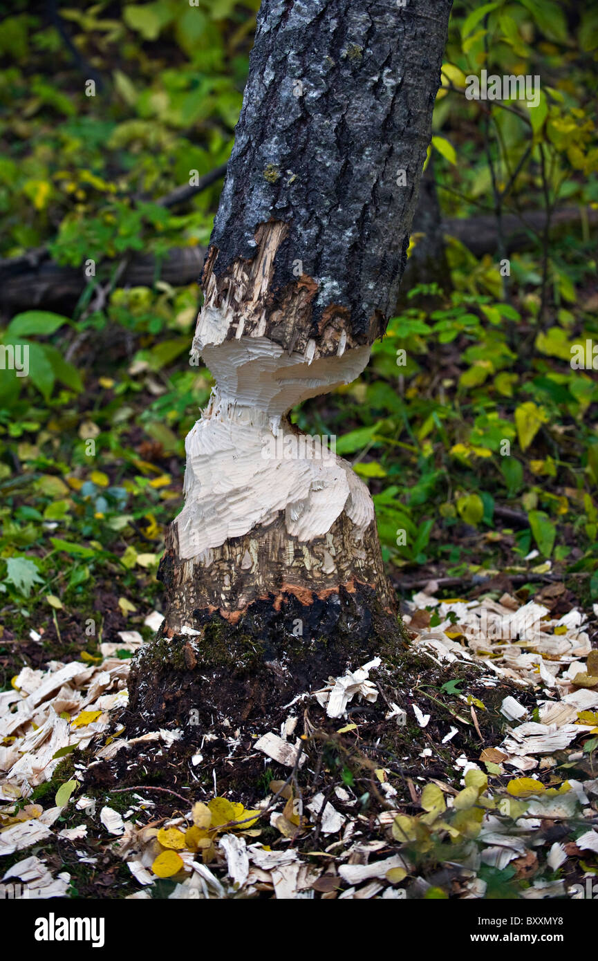 Una immagine di un aspen tree che un castoro ha masticato Foto Stock