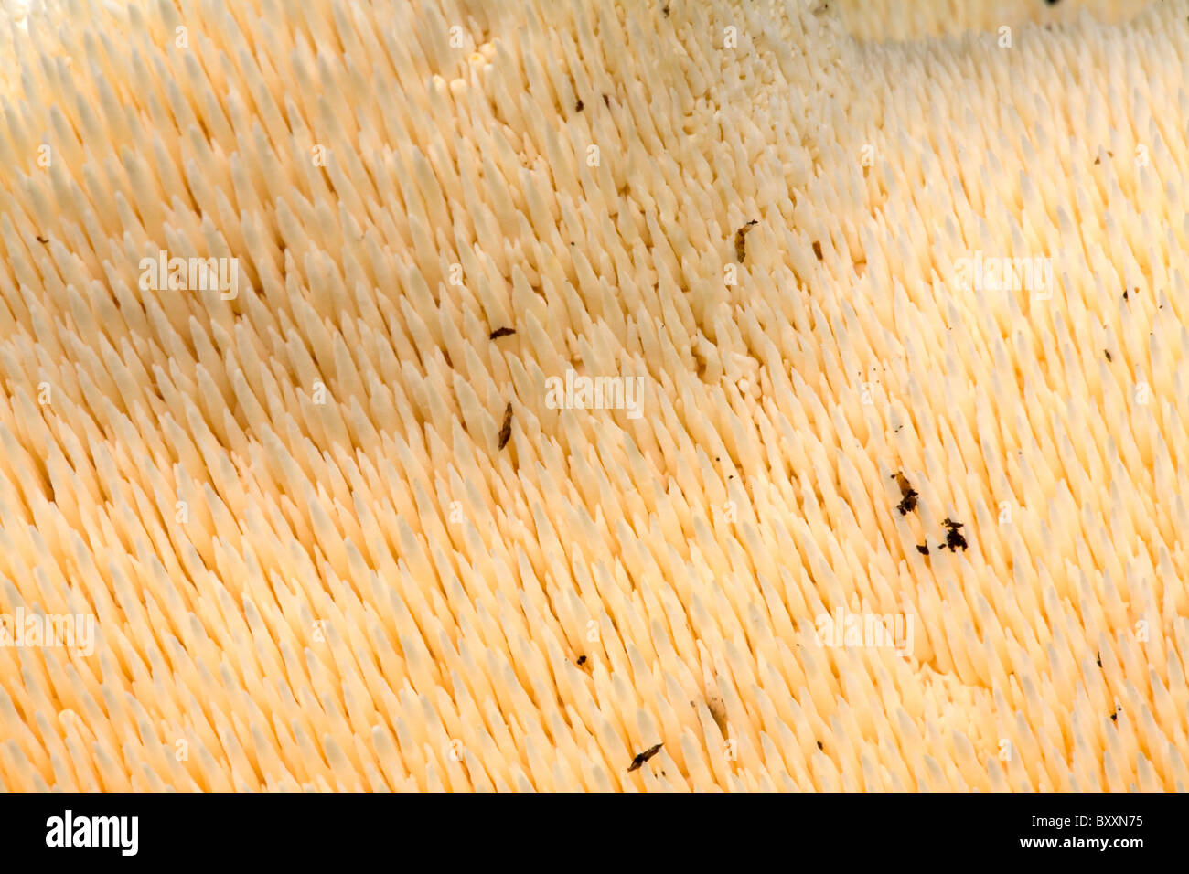 Il ventre molle di un fungo Hedgehog (Hydnum repandum) un dente commestibili-funghi che crescono in Oregon foresta. Stati Uniti d'America Foto Stock