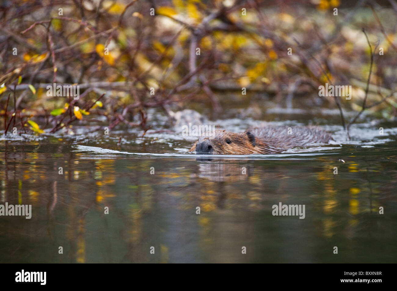 Un castoro nuota passato il suo inverno deposito di cibo pila nel tardo autunno. Foto Stock