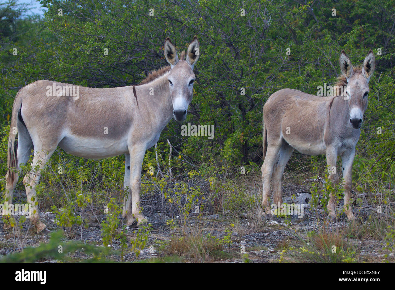 Opere di sale Bonaire Antille olandesi Antille olandesi Foto Stock