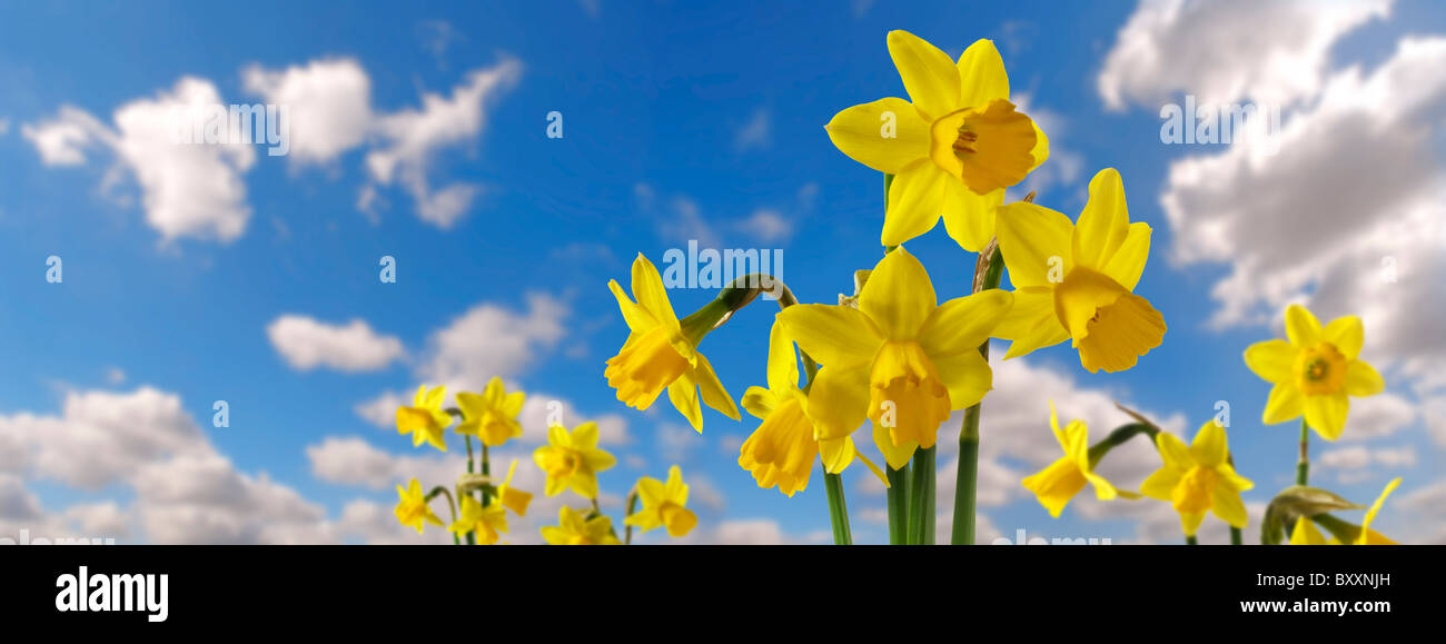 Daffodil fiori Foto Stock