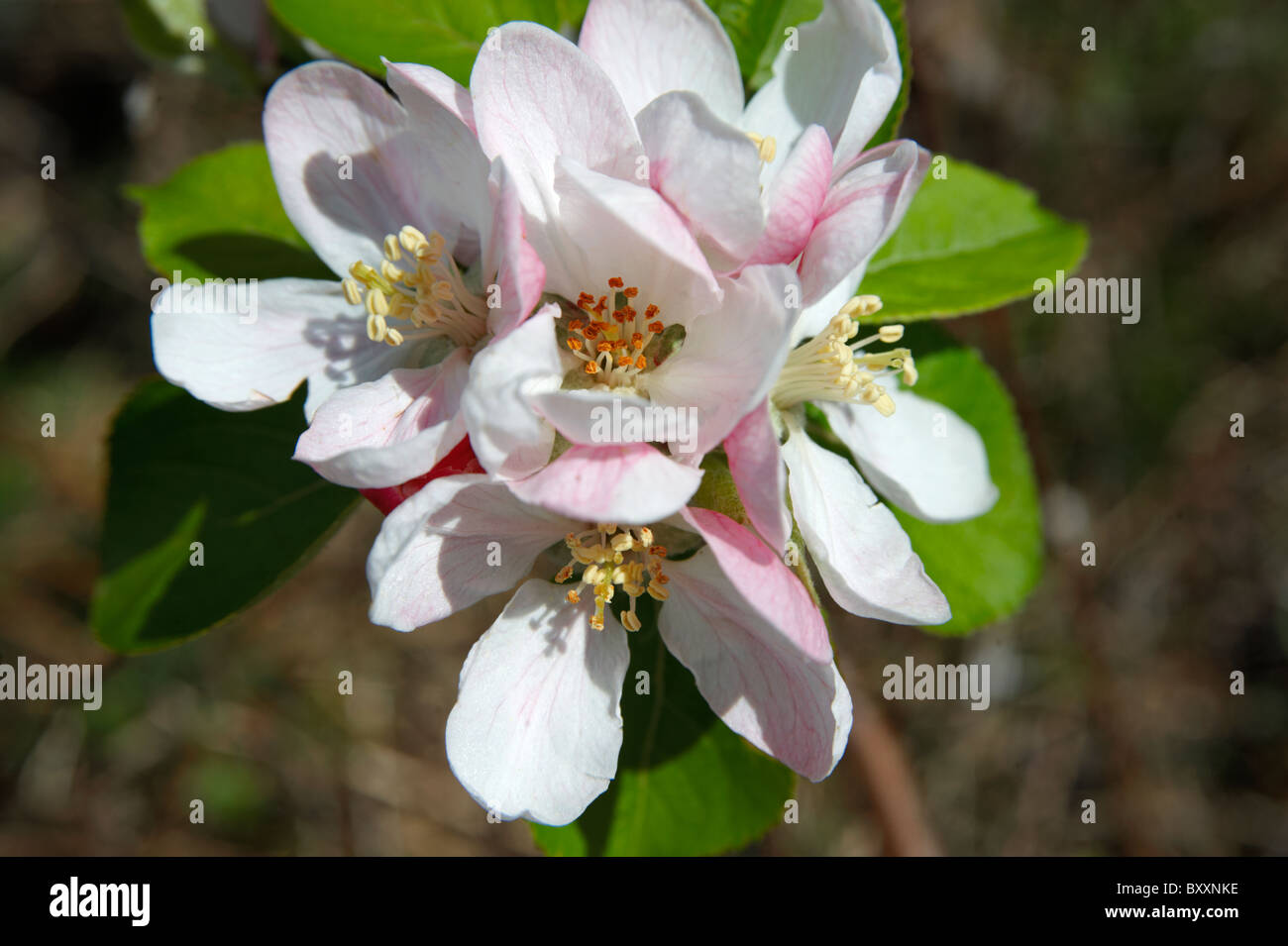 Apple Blossom che cresce su un albero in un frutteto Foto Stock