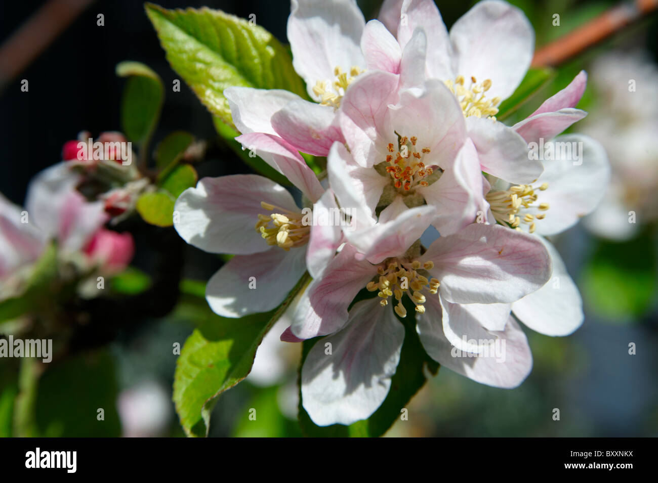 Apple Blossom su un albero in un frutteto crescente Foto Stock