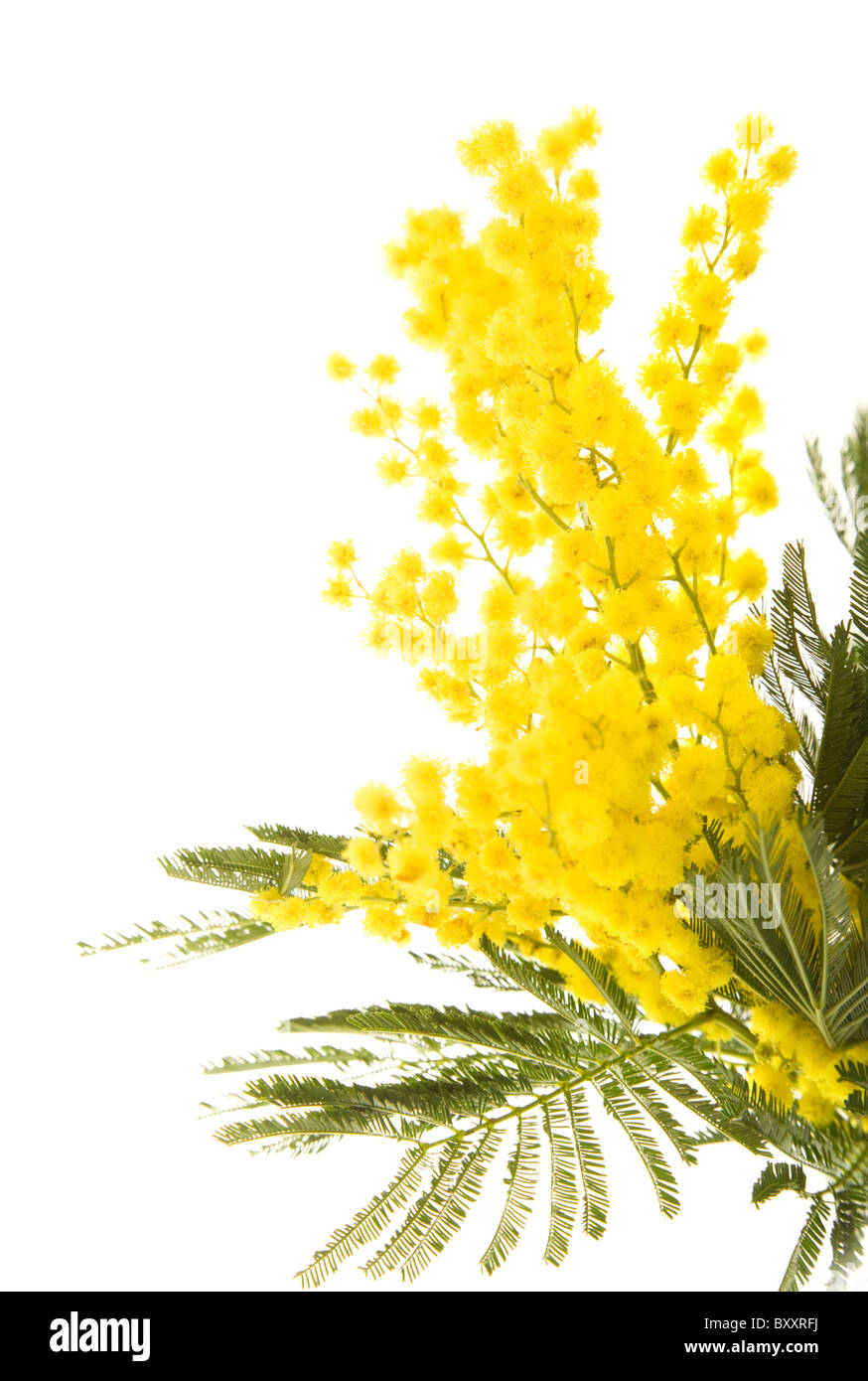 Il ramo di mimosa pianta con round soffici fiori gialli Foto Stock