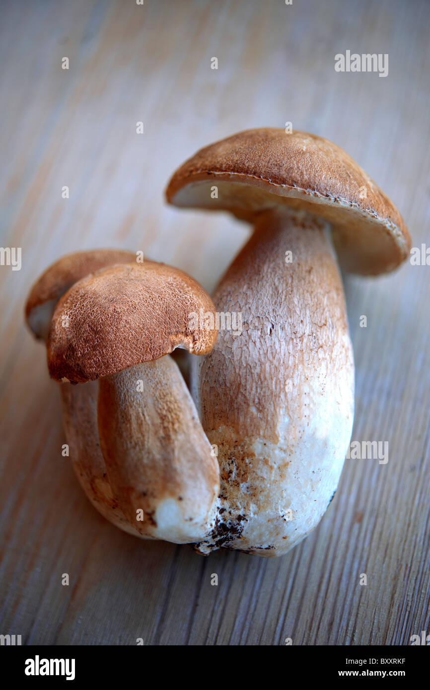 Tutto selvatici freschi di funghi porcini Foto Stock