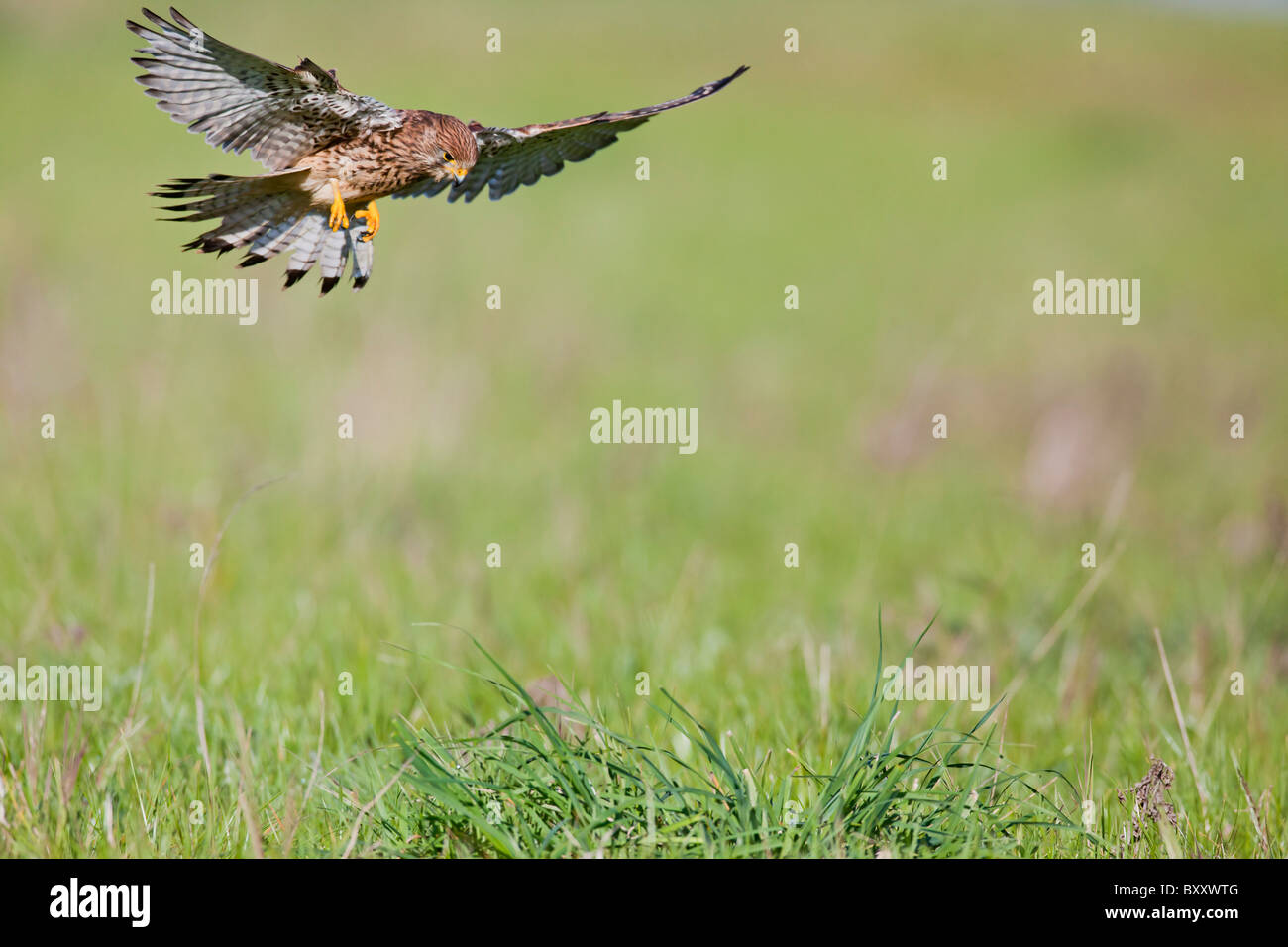 Il Gheppio (Falco tinnunculus ) caccia femmina in erba lunga Foto Stock