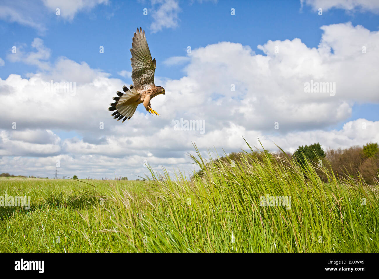 Il Gheppio (Falco tinnunculus ) caccia maschio su erba lunga Foto Stock