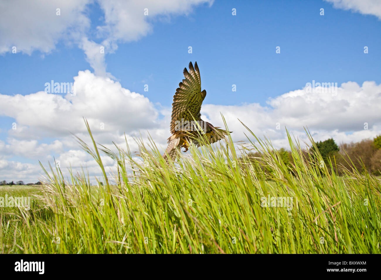 Il Gheppio (Falco tinnunculus ) caccia femmina su erba lunga Foto Stock