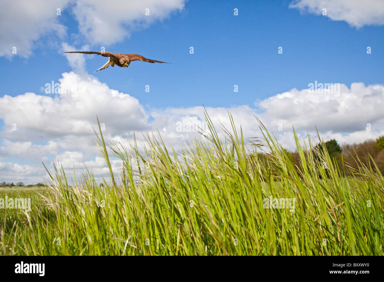 Il Gheppio (Falco tinnunculus ) caccia femmina su erba lunga Foto Stock
