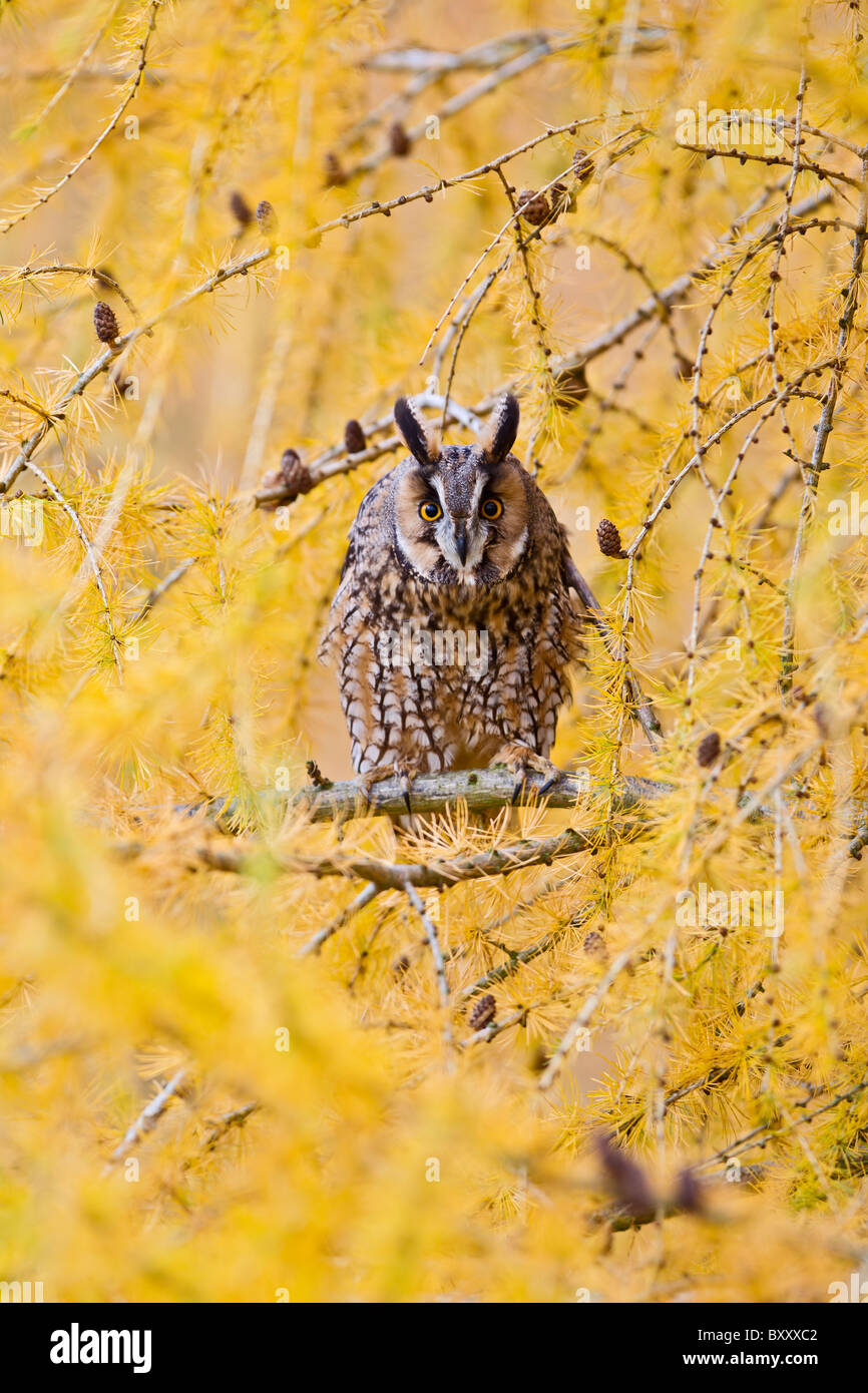 Long Eared Owl ( Asio otus ) in larice in autunno Foto Stock