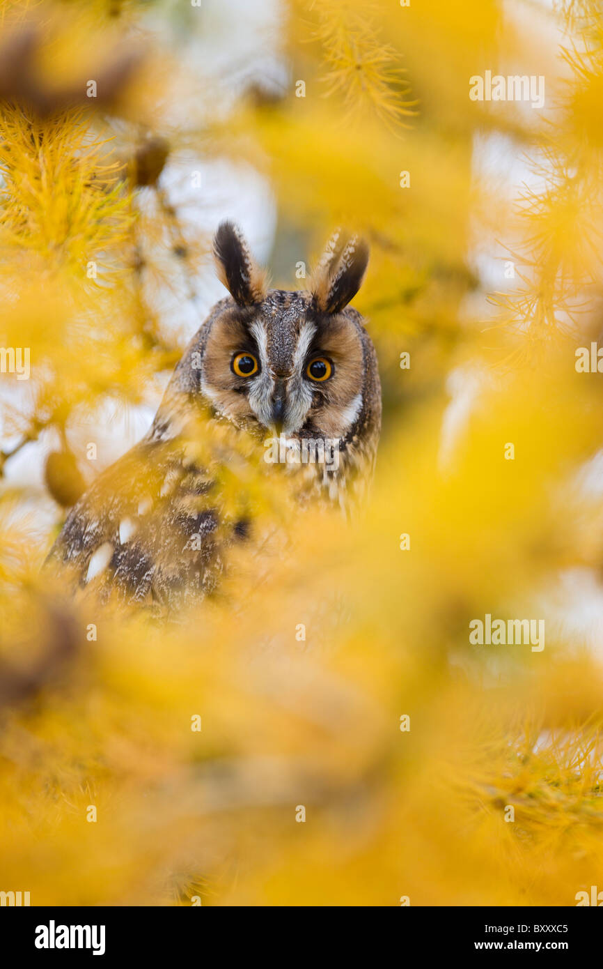 Long Eared Owl ( Asio otus ) in larice in autunno Foto Stock