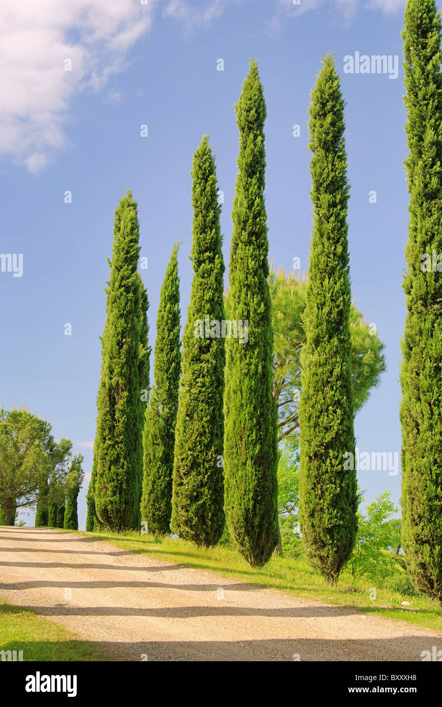 Toskana Zypressen - Toscana cypress 02 Foto Stock