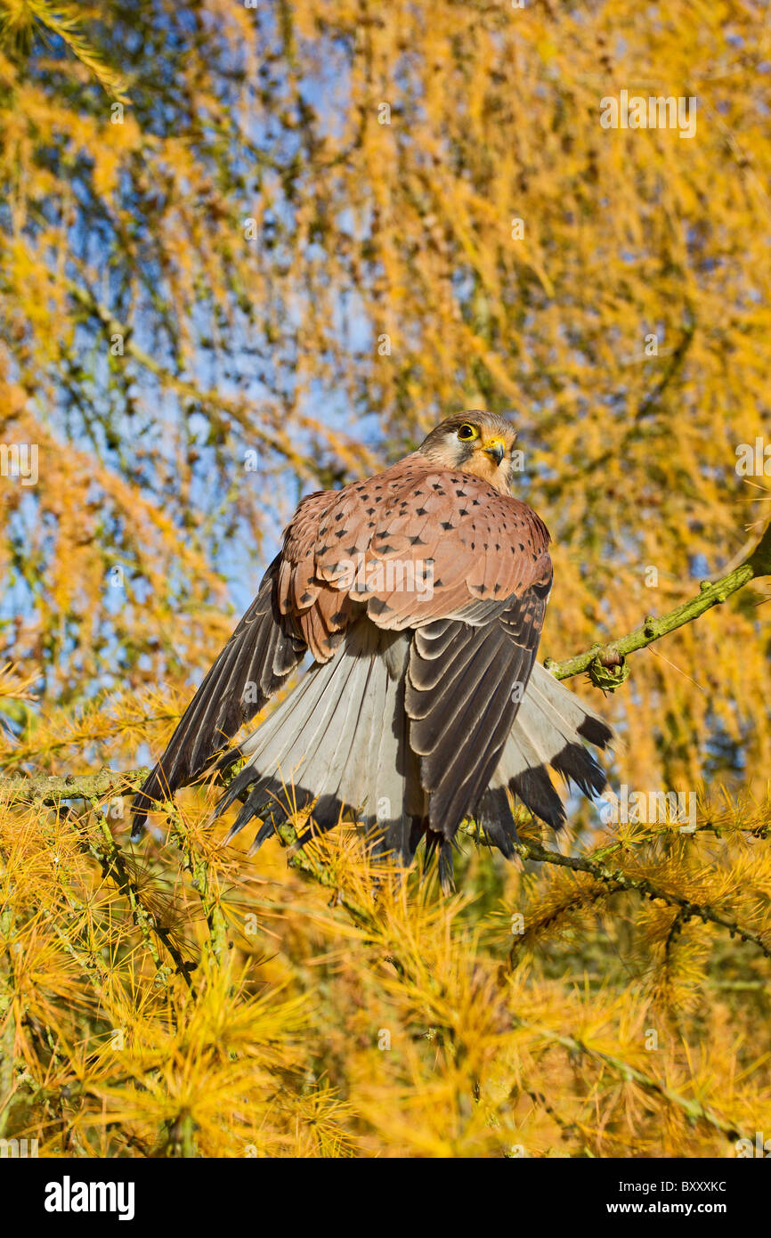Il Gheppio (Falco tinnunculus ) maschio su larice di autunno Foto Stock
