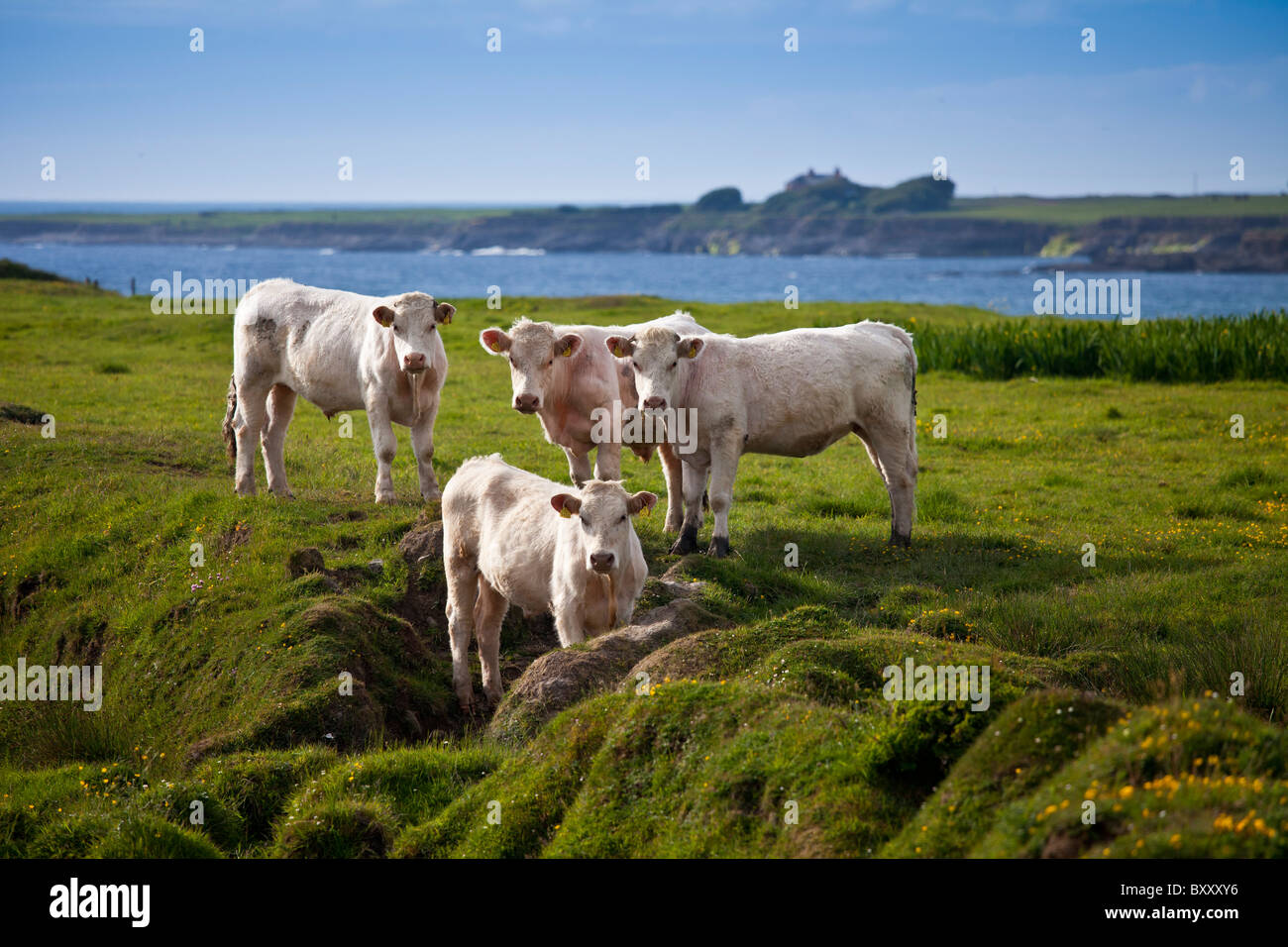 Charolais bestiame sul pascolo costiero nella contea di Clare, Irlanda Foto Stock