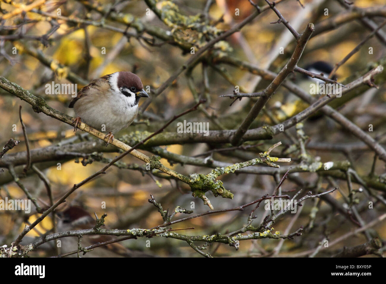 Passera Mattugia Passer montanus bird timido raro REGNO UNITO Inghilterra becco di castagno maschio testa europa Galles Scozia paesaggio Foto Stock