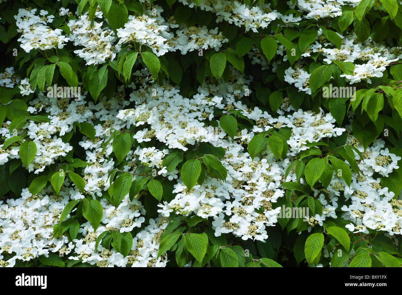 White lacecap ortensie in un giardino nella contea di Cork, Irlanda Foto Stock