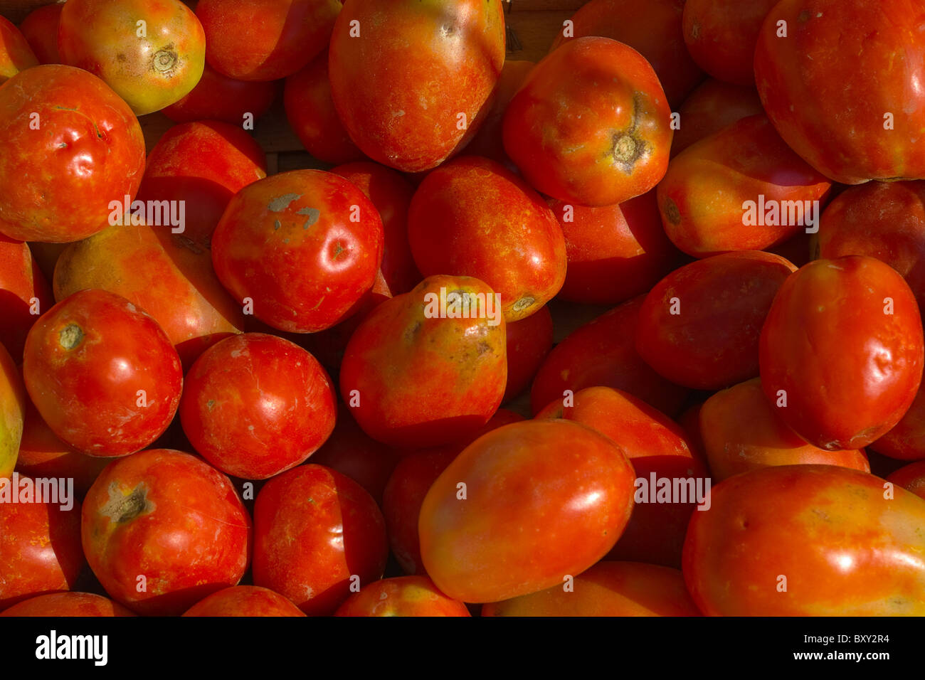 Pomodori Foto Stock