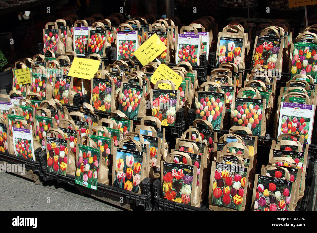 Tulip lampadine per la vendita nel Bloemenmarkt, il mercato dei fiori di Amsterdam, Olanda Foto Stock