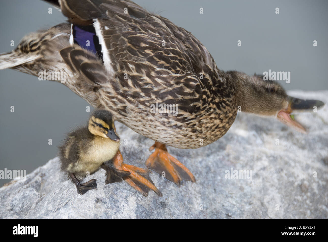 Baby Mallard Duck con la madre Anas platyrhynochos Foto Stock