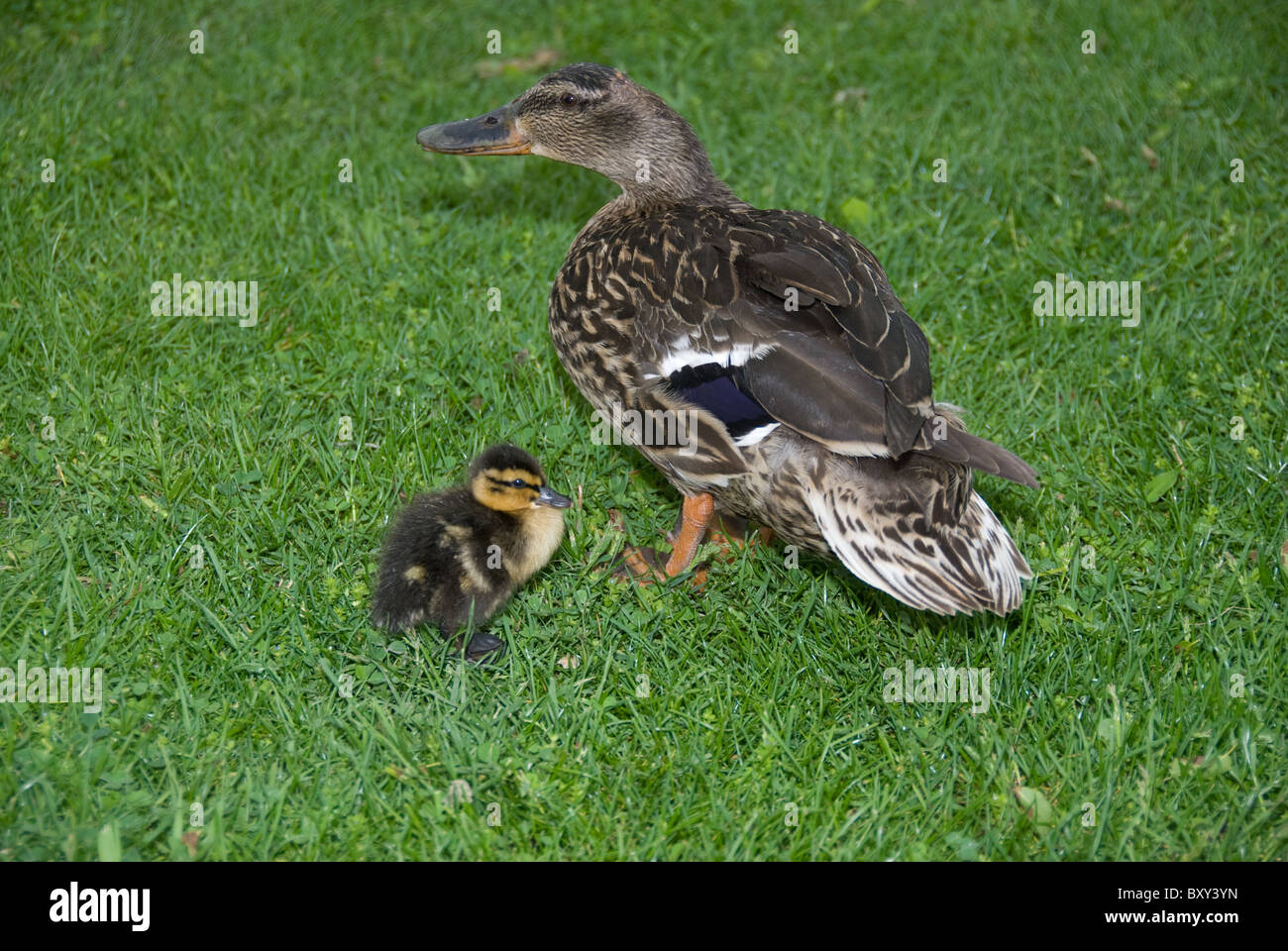 Baby Mallard Duck con la madre Anas platyrhynochos Foto Stock