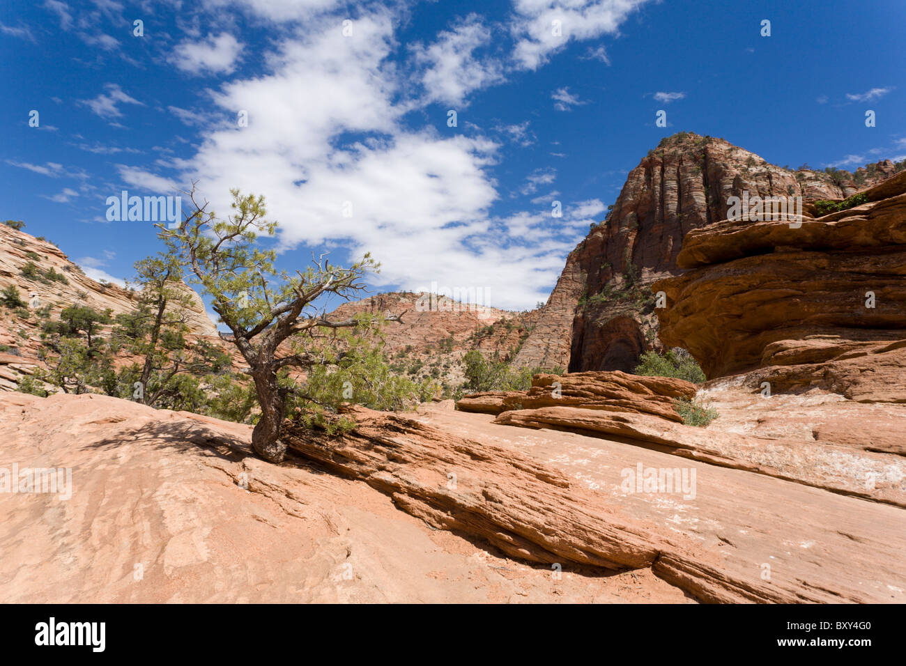Parco Nazionale di Zion Foto Stock