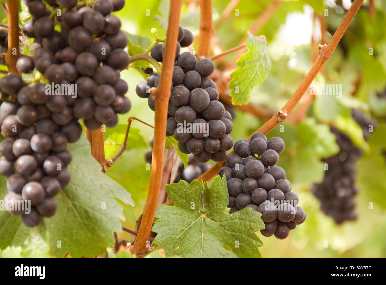 Il Pinot nero uva sulla vite Newberg, Oregon, Stati Uniti d'America Foto Stock