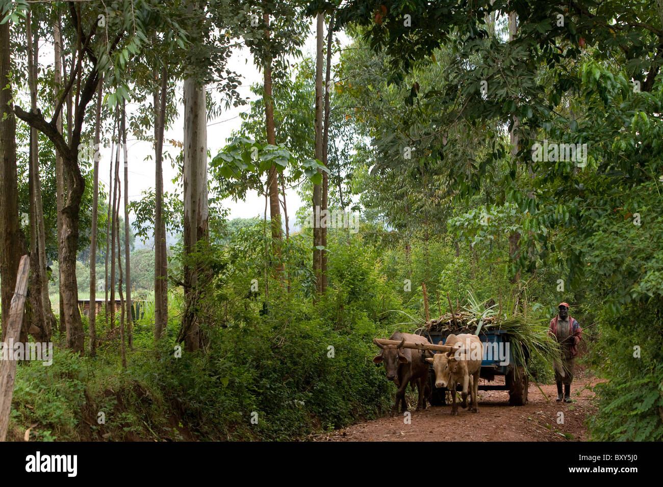 Un contadino cammina con un cocchio trainato da buoi - Quartiere Webuye, Kenya. Foto Stock