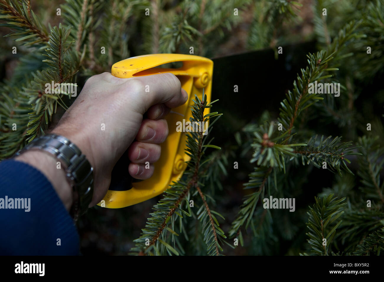 Segare il vecchio albero di Natale per lo smaltimento. Foto Stock